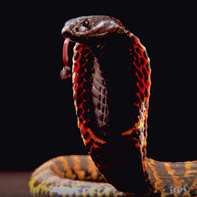 Realistic animated cobra
